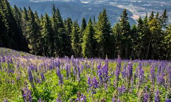 A picturesque view of a valley with purple flowers and green plants. In the background, mountains and a clear sky can be seen.