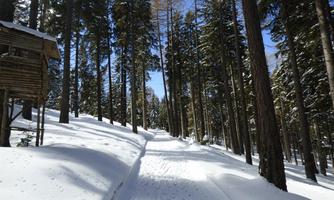 A snow-covered forest path surrounded by tall trees. The sun shines brightly in the blue sky.