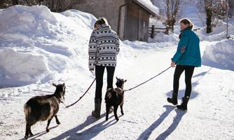Two people are walking with goats on a snowy path. In the background, snow-covered hills and a wooden barn can be seen.