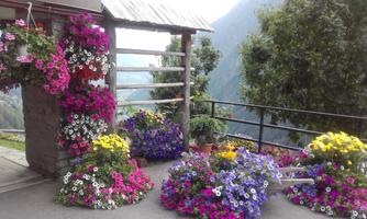A blooming garden with colorful flowers in many colors. In the background, a mountain landscape can be seen.