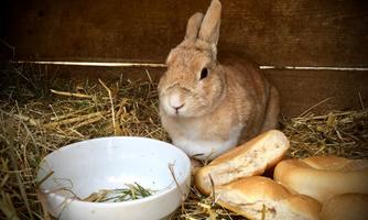 A brown rabbit is sitting in a barn on straw. Next to it lies a bowl and some rolls.