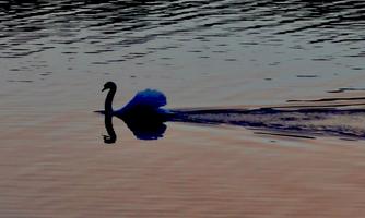An elegant swan swims across the calm water's surface. The gentle colors of the sunset are reflected in the water.