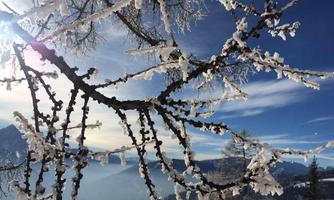 An enchanted winter tree with frosty branches and a clear blue sky in the background. The scene radiates tranquility and beauty.