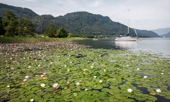 A peaceful lake with lily pads and gentle waves. In the background, there are green hills and a boat visible.