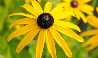 A bright yellow flower with long petals and a dark center. In the background, there are more similar flowers visible.