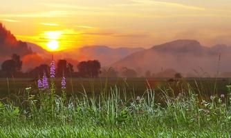 A picturesque landscape at sunrise with gentle hills in the background. In the foreground, green grasses and purple flowers are growing.
