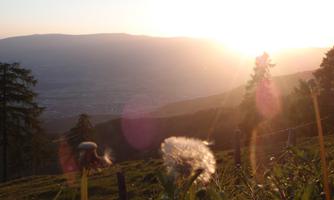 A breathtaking sunrise over a mountain landscape. In the foreground, dandelion plants grow in lush green.