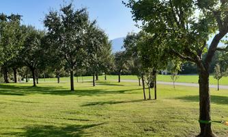 A green park with many trees and lush grass. The sky is clear and sunny.