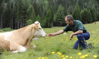 A man is feeding a lying cow in a meadow full of flowers. In the background, trees and a natural landscape are visible.