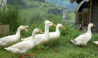 A group of white ducks is standing on a green meadow. In the background, gentle hills and a house can be seen.