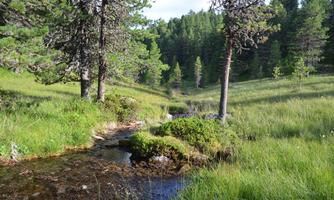 A quiet forest with tall trees and lush grass. A small stream flows through the landscape.