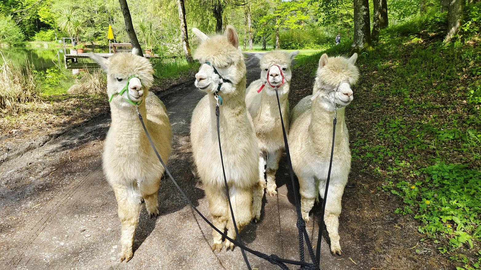 Vier Alpakas mit Leinen spazieren auf einem Waldweg in Österreich