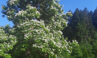 A large, blooming tree stands on a green meadow. In the background, tall trees and a clear blue sky are visible.