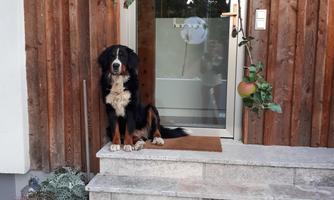 A Saint Bernard is sitting on a staircase in front of a wooden wall. In the background, there is a glass door and some plants visible.