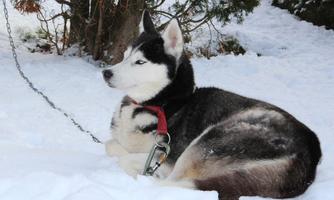 A Siberian Husky is lying in the snow. He is leashed and has a black and white coat.