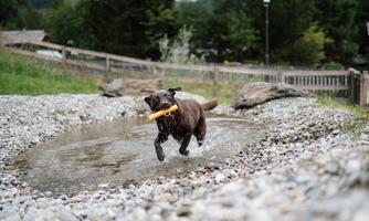 A brown dog is running in the water and is carrying a stick in its mouth. Around him are stones and a green meadow.