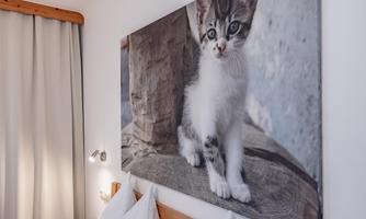 A cute kitten is sitting on a piece of wood. In the background, a wall and curtains are visible.