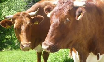 Two cows on a green meadow under a sunny sky. The cows are brown and white spotted.