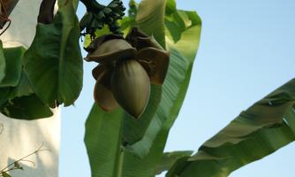 A banana plant with unripe bananas and large, green leaves. The sky is clear and blue.