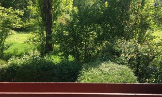 A green garden with many trees and shrubs. The sun is shining and it is a quiet, natural environment.