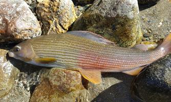 A small fish lies among stones on the shore. It has a shimmering skin with orange accents.