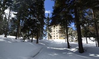 A snowy forest with tall trees and a building in the background. The sky is blue and sunny.
