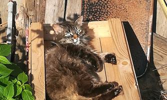 A cat is lying relaxed on a wooden board amidst green plants. It is enjoying the sun.