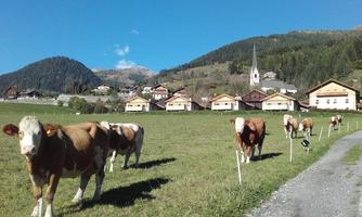 An idyllic landscape with cows in a meadow. In the background, there are mountains and some traditional houses visible.