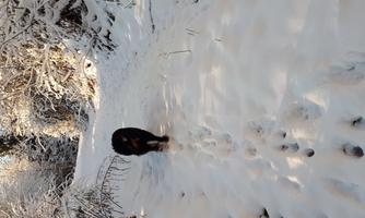 A dog walks on a snow-covered path. The surroundings are wintry and surrounded by snow-covered trees.