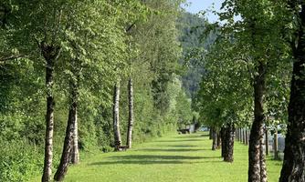 A beautiful path lined with trees, with green grass. The landscape appears calm and inviting.