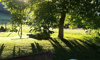 A sunny garden with a large tree and long shadows. On a table lies a bright tablecloth.
