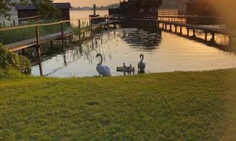 A calm lake at sunset with two swans in the foreground. In the background, there are wooden houses and a wooden platform.