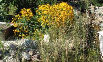 A beautiful garden with bright yellow flowers and green reeds. In the background, there are stones and a small water feature.