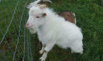 A white goat stands by the fence. In the background, a brown goat can be seen.