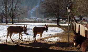 Three donkeys are standing in a snowy enclosure. In the background, trees and a pasture can be seen.