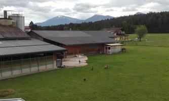 A spacious meadow with some animals, surrounded by buildings and mountains in the background. The sky is cloudy, and the landscape appears calm and idyllic.