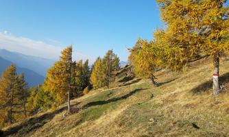A picturesque mountain landscape with autumnal, golden larches. The clear blue sky provides a relaxing atmosphere to the scene.