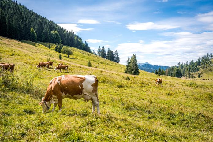Familien-Wandertag-Alm hinterm Brunn