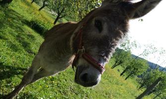 A donkey stands on a green meadow with trees in the background. The sun is shining and the surroundings are lively.