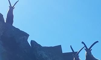 Three ibexes are standing on a rocky hill. The sky is clear and blue.