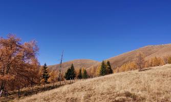 A wide meadow with dry grass and scattered groups of trees. In the background, gentle hills and a clear blue sky can be seen.