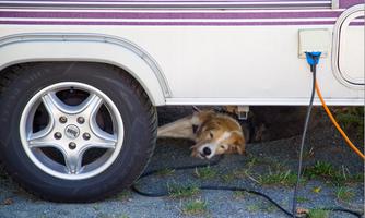 A dog lies relaxed under a trailer. Next to the trailer, some cables can be seen.