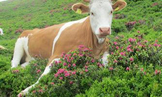 A cow lies relaxed in colorful flowers on a green meadow. In the background, gentle hills and trees can be seen.