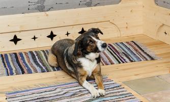 A dog is lying relaxed on colorful carpets in a wooden room. In the background, there are light wood walls and a cozy atmosphere.