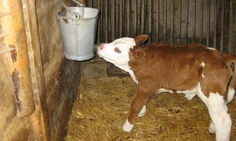 A calf is standing in a barn and looking at a bucket. The floor is covered with straw and the walls are made of wood.