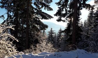 A snowy forest with tall fir trees. In the background, mountains and a clear sky can be seen.