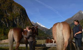 Two horses are standing in a pasture in the mountains. One person is grooming a horse while another person is standing next to them.