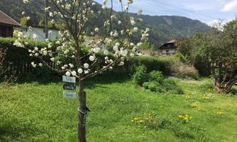 A blooming tree stands in a green meadow with colorful flowers. In the background, mountains and houses are visible.