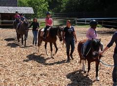 Trattlers Ponys und Pferden Trattlers Ponys und Pferden