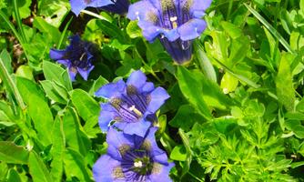 A bundle of blue gentian flowers, surrounded by green grass and plants. The flowers have a vibrant color and radiate beauty.